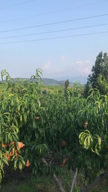 已全部里番海报