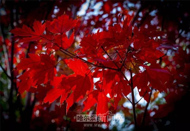 日本在线有码电影网站